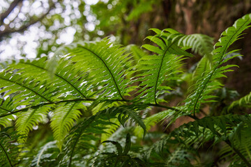 Ferns in Anaga laurisilva forest