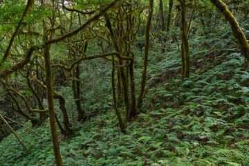 Gnarled moss-covered laurisilva trees