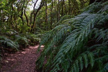 Laurisilva forest trail in Anaga