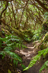 Laurisilva forest trail in Anaga
