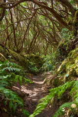 Fototapeta premium Laurisilva forest trail in Anaga