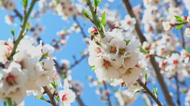 Bee on almond flowers on a blooming almond tree in spring