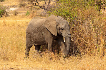 Fototapeta premium Young african elephant in Tarangire national park, Tanzania