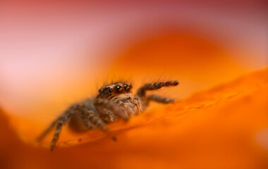 An aesthetically pleasing and eye-catching photograph of a spider against a background dominated by warm colors. The spider species is a jumping spider. Natural background. 