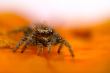 An aesthetically pleasing and eye-catching photograph of a spider against a background dominated by warm colors. The spider species is a jumping spider. Natural background. 