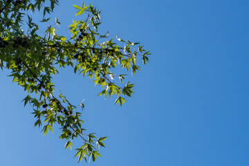 Green leafy branches Ginkgo tree (Ginkgo biloba), ginkgo or gingko, ginko, maidenhair treeextending diagonally against clear, bright blue sky. Leaves are vibrant and partially lit by sunlight
