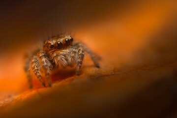 An aesthetically pleasing and eye-catching photograph of a spider against a background dominated by warm colors. The spider species is a jumping spider. Natural background. 