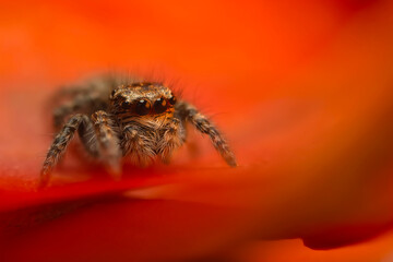 An aesthetically pleasing and eye-catching photograph of a spider against a background dominated by warm colors. The spider species is a jumping spider. Natural background. 