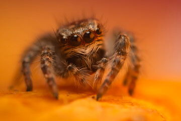 An aesthetically pleasing and eye-catching photograph of a spider against a background dominated by warm colors. The spider species is a jumping spider. Natural background. 