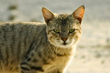 Portrait of a cute tabby cat with striped fur and bright green eyes looking at the camera