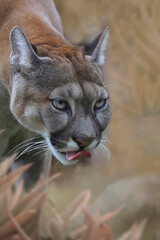 Puma (Puma concolor) Raubtier