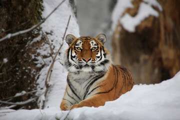  Tiger (Panthera tigris) liegt im Schnee