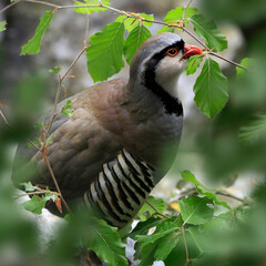 Steinhuhn (Alectoris graeca) auf Laubbäum