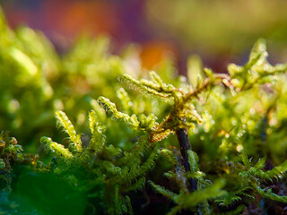 Close-up of vibrant green moss in soft light