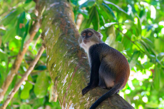 Sykes' monkey (Cercopithecus albogularis), also known as the white-throated monkey or Samango monkey sitting on a tree in Jozani forest on Zanzibar, Tanzania