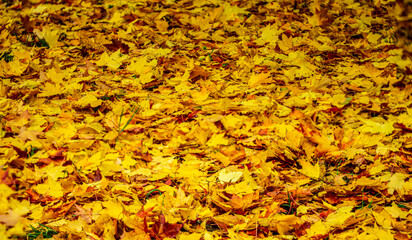 Yellow autumn leaves on the ground close-up.