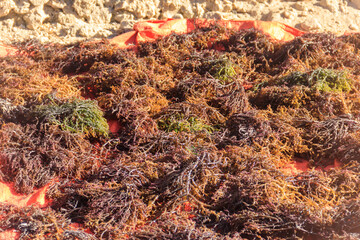 Seaweed drying at seaweed farm at Zanzibar island, Tanzania