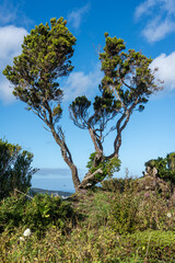 A gnarled, wind-swept tree with a twisted trunk stands on the hilly landscape of S&atilde;o Miguel island, Azores