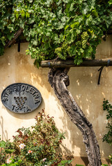 The over 400-year-old Zametovka grapevine growing outside the Old Vine House, recognized as the world&rsquo;s oldest vine, along the Lent riverside in Maribor, Slovenia.