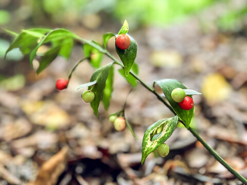 Ruscus Hypoglossum Branch with Red and Green Berries