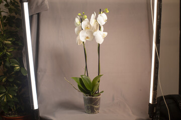 potted white orchid in minimalist interior setup with studio lights, stylist staging plant for modern decor shoot, calm palette,