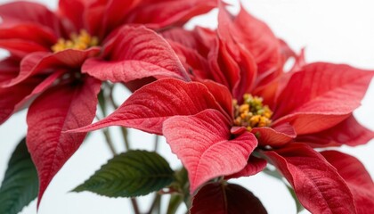 Bright red poinsettia flower with detailed petals and green leaves isolated on white background