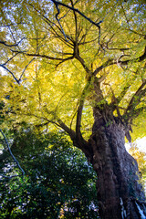 Obraz premium 鎌倉251205 荏柄天神社3 黄葉