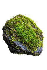 Natural green moss growing on wet dark stone rock surface on isolated background