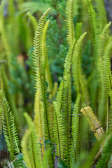 Vibrant green tuber ladder ferns (Nephrolepis cordifolia) grow in the lush undergrowth of the Jardim José do Canto in São Miguel, Azores