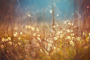 Dry herbs in autumn morning. Vibrant natural field background, plant texture