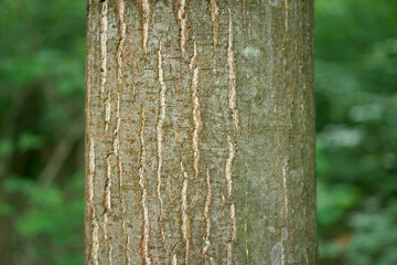 Macro shot of textured tree trunk in forest