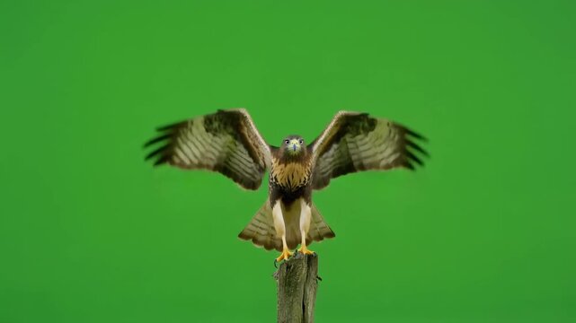 Majestic hawk bird of prey lands on a wooden post with wings spread wide on a green screen. 4k Footage Greenscreen Video