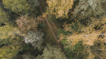 Autumn forest road with yellow leaves