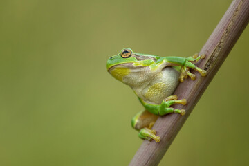 European tree frog ready to jump on a green background