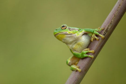European tree frog ready to jump on a green background