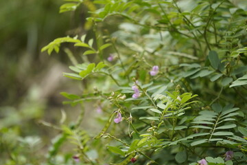 Common vetch (Vicia sativa) is a fast-growing legume with climbing vines, purple flowers, and nitrogen-fixing roots, widely used as forage, green manure, and soil improver