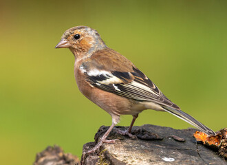 Chaffinch on a log