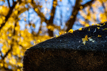 鎌倉251205　報国寺11　黄葉