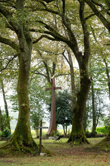 Obraz premium Visitors enjoy the peaceful atmosphere near Basilique Notre-Dame-de-Buglose in Saint-Vincent-de-Paul, Landes. Lush trees and fallen leaves create a calming environment for relaxation.