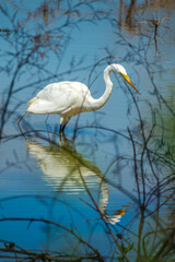Great Egret bird with water reflections at Lake Fausse Pointe State Park, Atchafalaya basin, South Louisiana