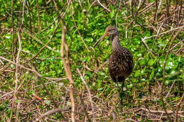 Youn juvnile heron bird at Lake Fausse Pointe State Park, Atchafalaya basin, South Louisiana