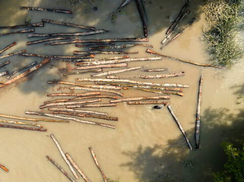 Aerial view of logs scattered across the muddy river reflecting the light, creating a stark contrast between the dark wood and the pale water, Bagerhat, Khulna Division, Bangladesh.