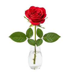 Fototapeta premium A single red rose placed in a clear glass vase on a white background symbolizing love and beauty