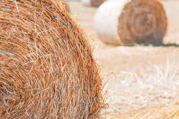 Round hay bales on a dry harvested field in summer, agriculture and rural farming.
