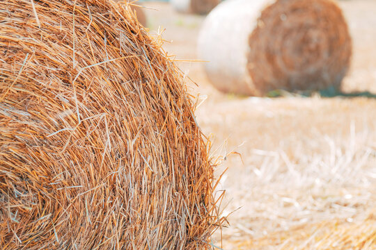 Round hay bales on a dry harvested field in summer, agriculture and rural farming. - Powered by Adobe