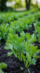 Fresh Green Parsley Plants Growing in Garden Soil Rows.