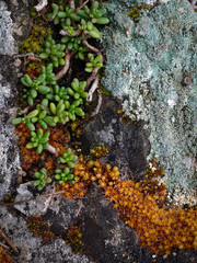 Close-up of succulent plants, moss and lichen growing together in a rock crevice. Natural textures and contrasting colors form an organic pattern in a rocky environment.