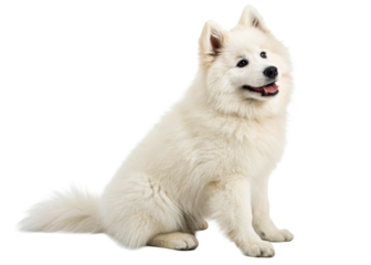 Fluffy white Samoyed dog sitting attentively with its mouth open, perfect for pet product ads and animal welfare campaigns.