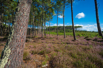 Obraz premium Landes forest, Moliets, vibrant heather blooms under towering pine trees. The clear blue sky adds charm to the peaceful forest scene, creating a perfect outdoor retreat.