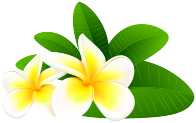 frangipani flower on white background